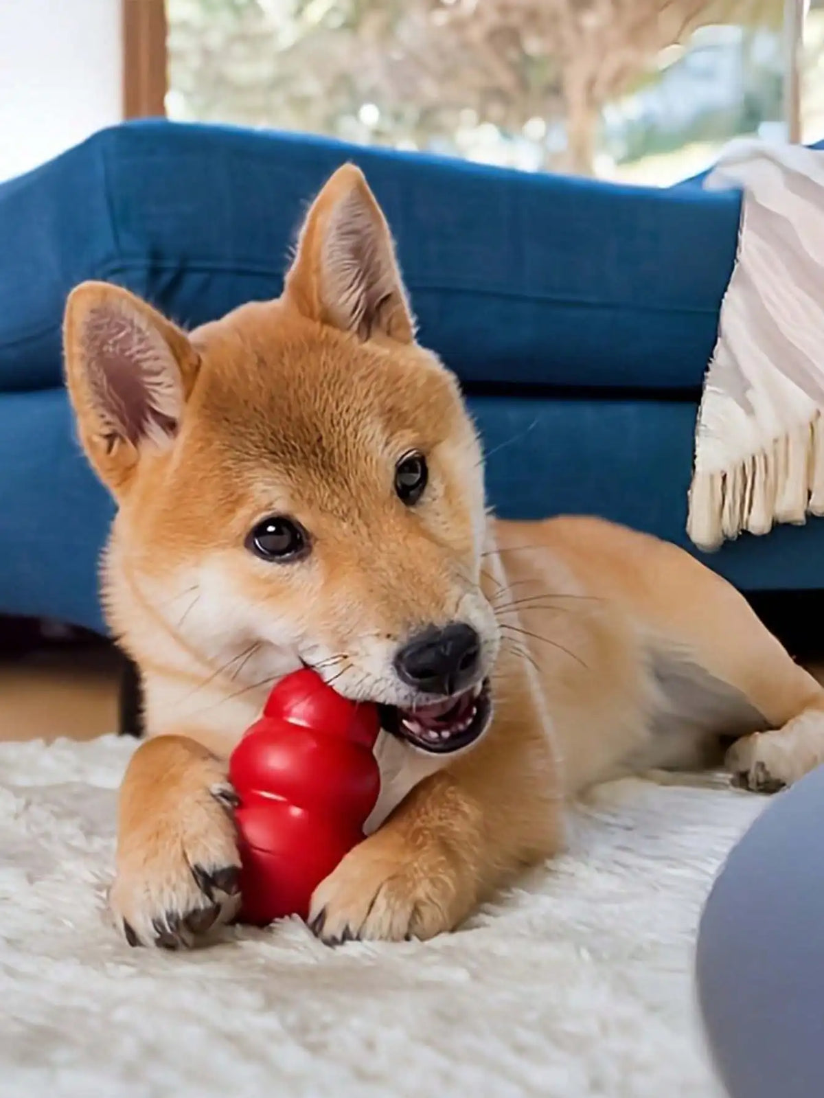 Honeycomb-Shaped Dog Toy, Suitable for Medium-Sized Dogs to Grasp and Chew