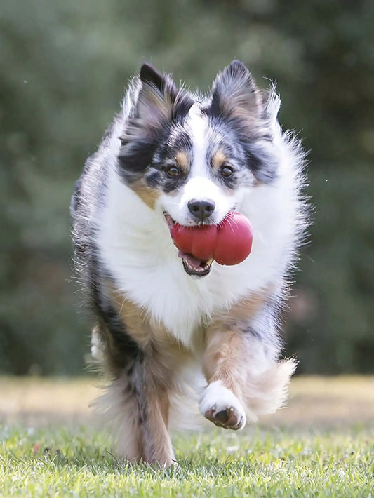 Honeycomb-Shaped Dog Toy, Suitable for Medium-Sized Dogs to Grasp and Chew